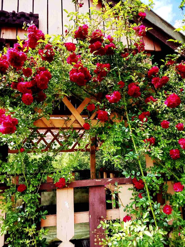 Плетистые розы. - Vladimir Semenchukov