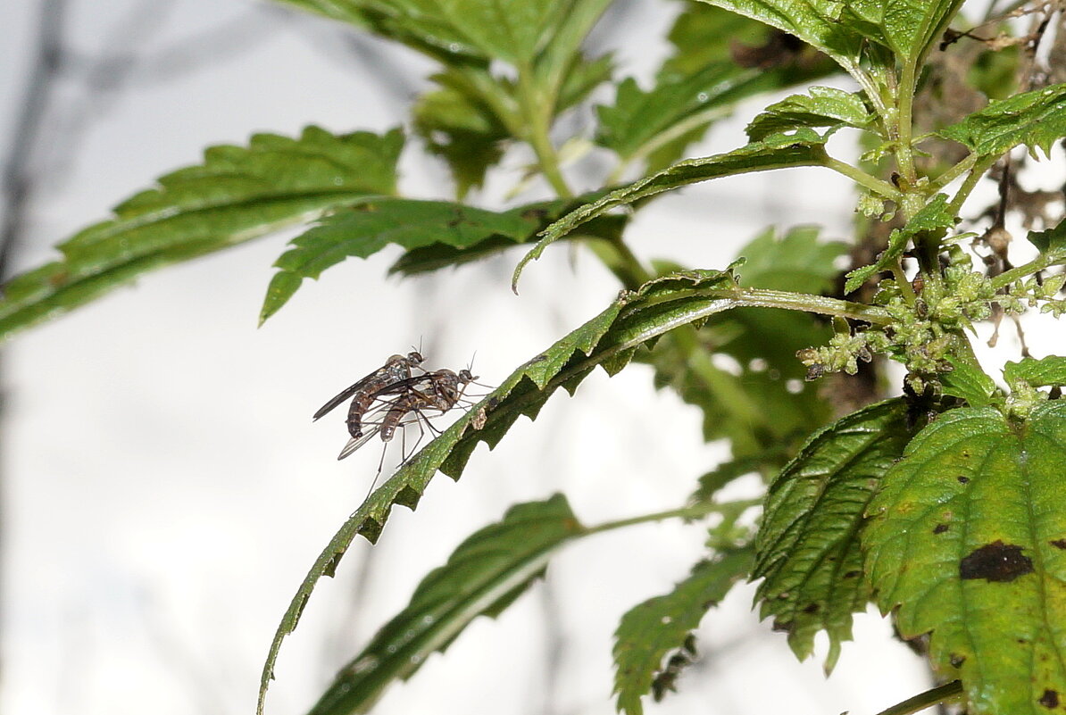 Продолжение вида... - Андрей Катков Продолжение вида... - Андрей Катков