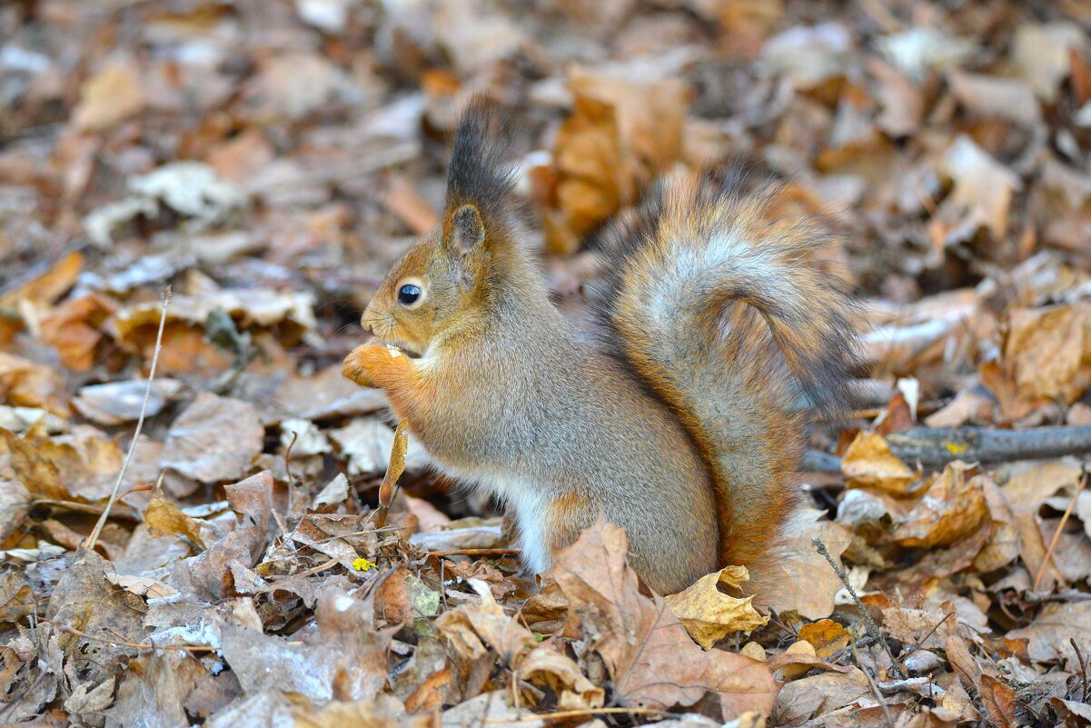 Белка - Константин Анисимов