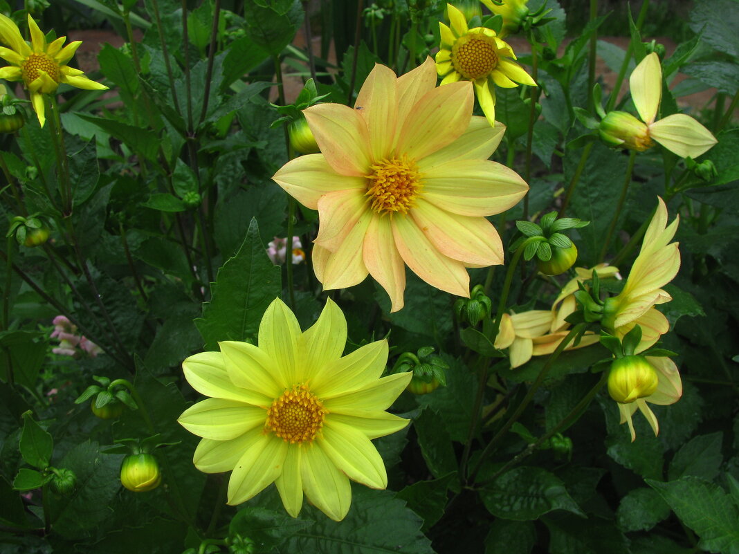 Солнечные красавицы - Людмила Смородинская