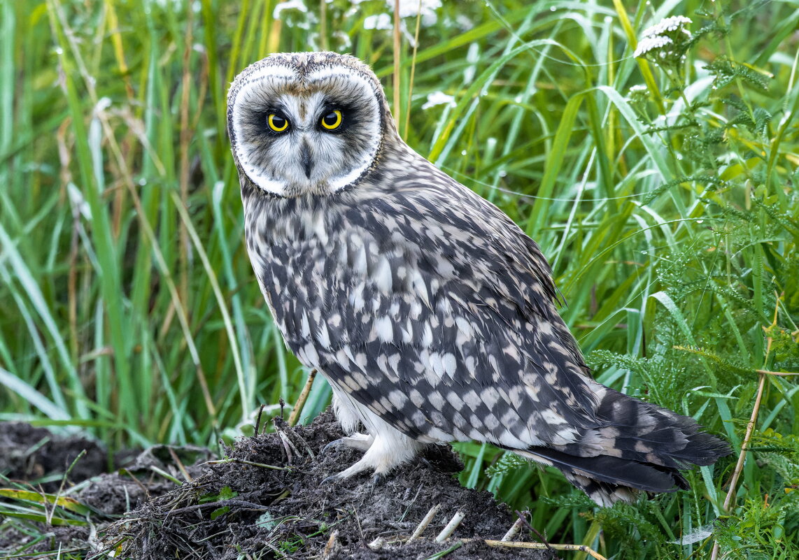 птенец болотной совы - юрий макаров