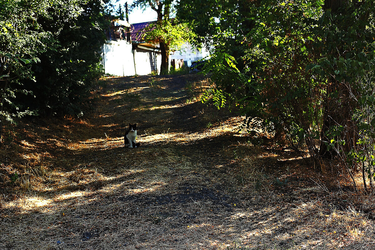 С котиком - Юрий Гайворонскiий