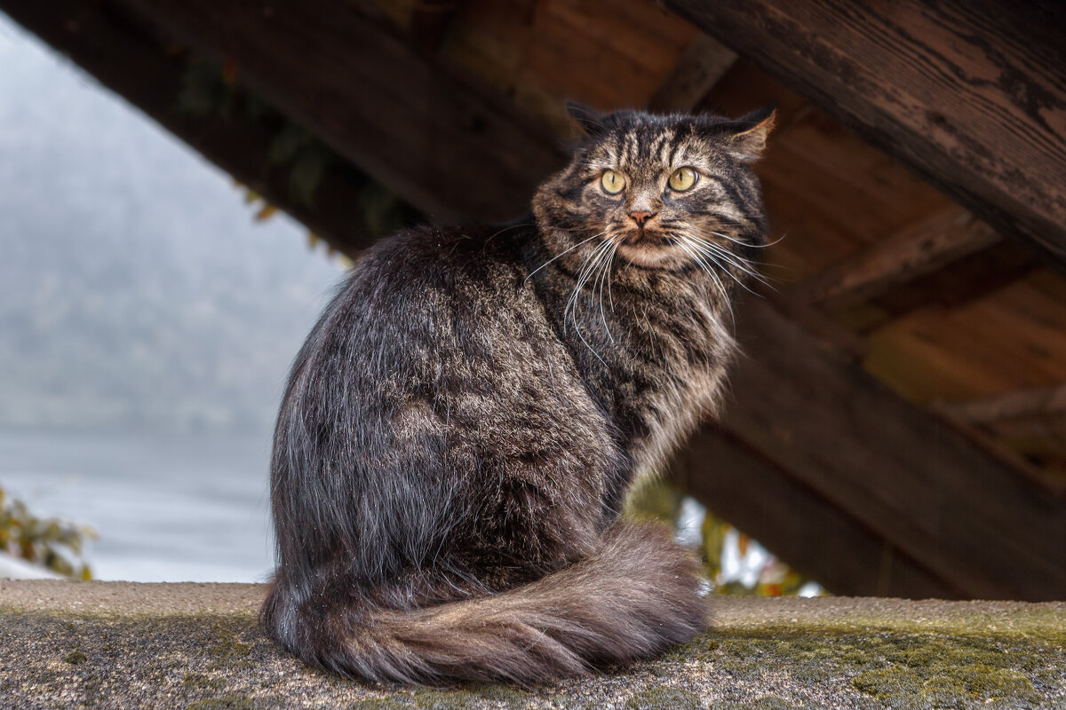 Осень - Владимир Колесников