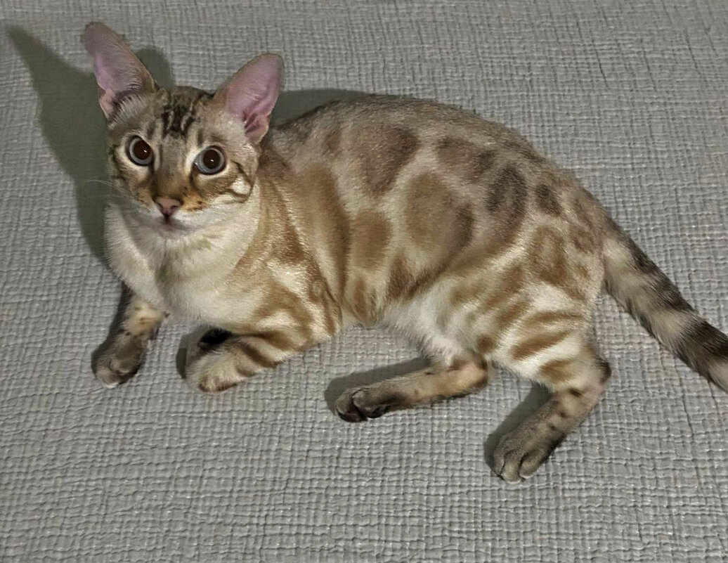 бенгальская кошка моих внучек - ИРЭН@ .