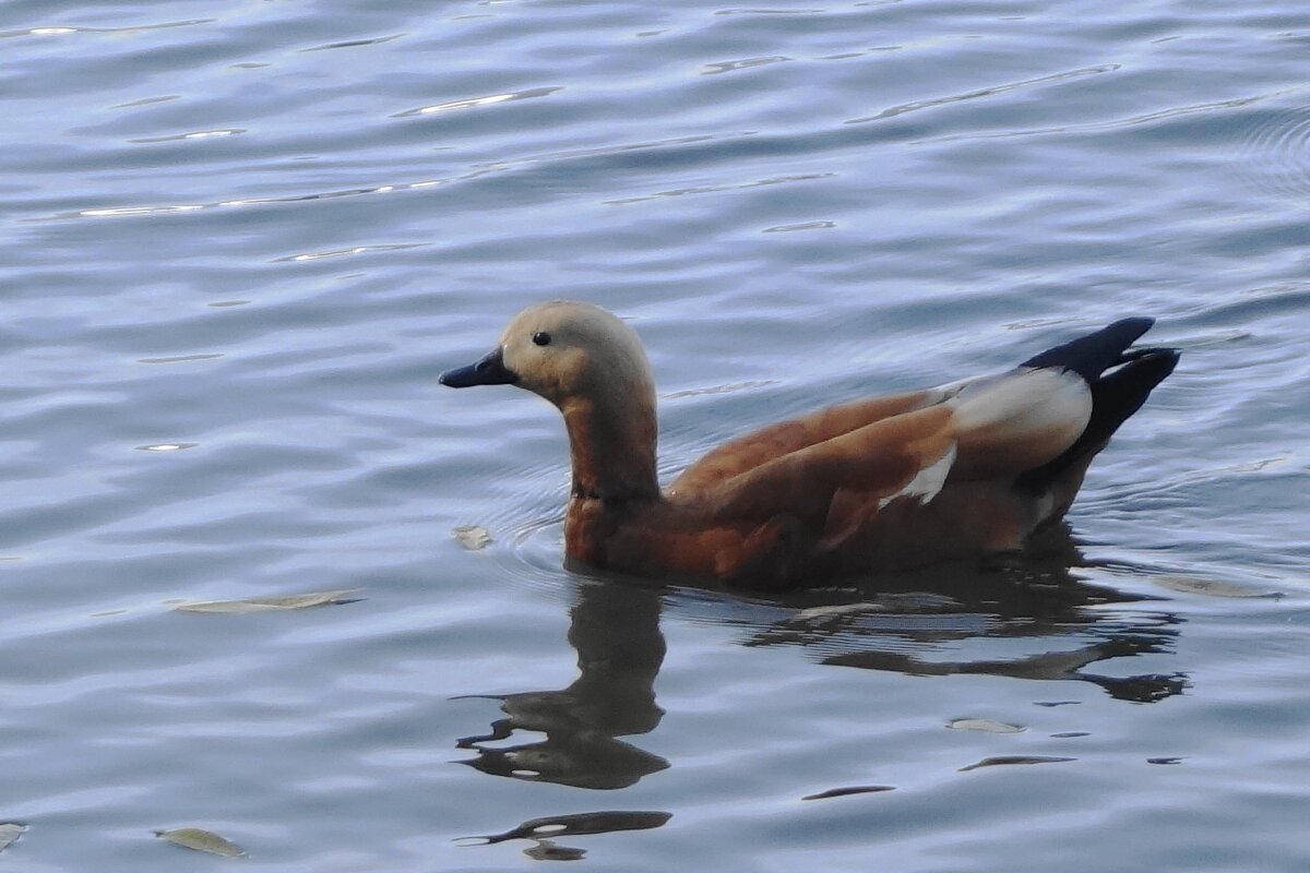 Огарь - Рита Симонова