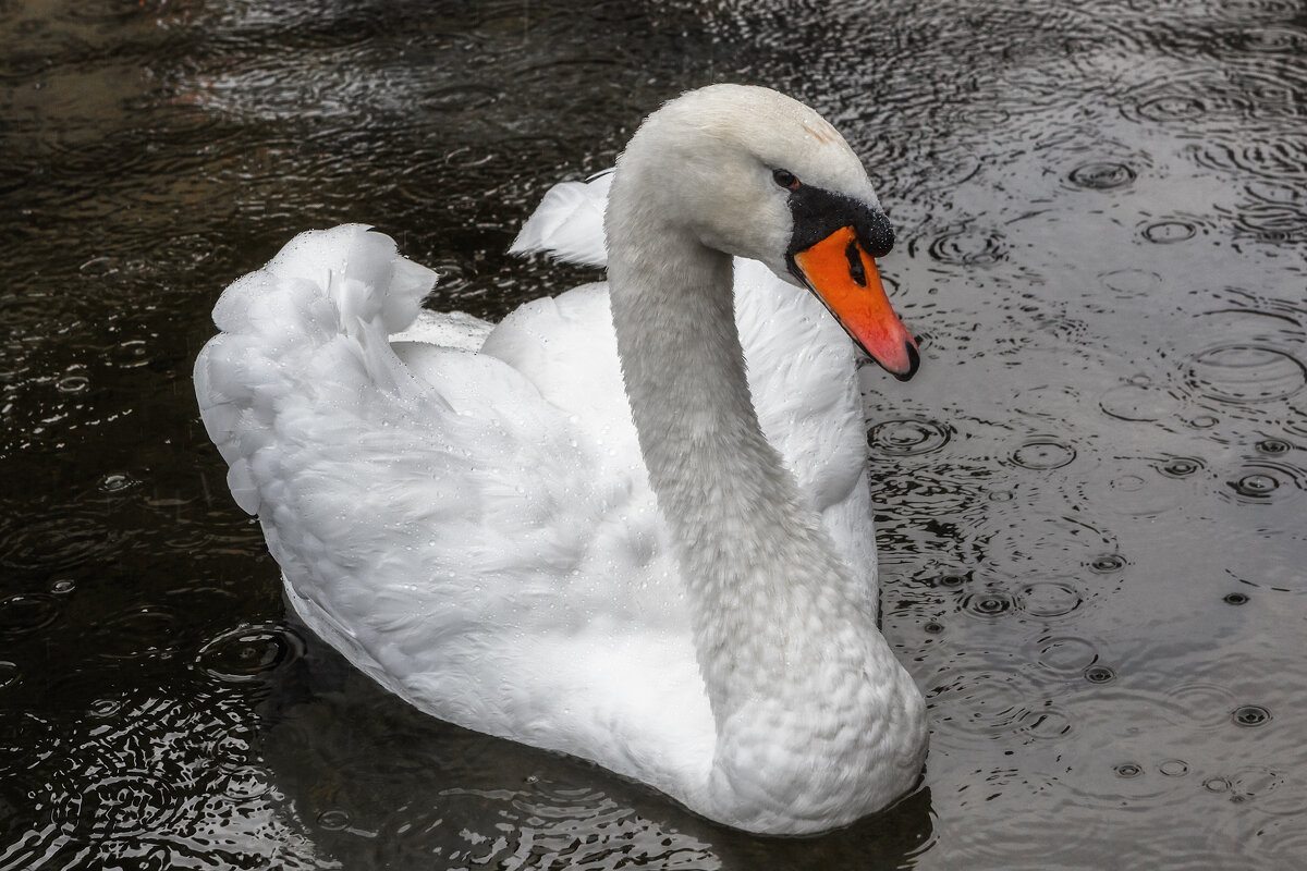 Осень - Владимир Колесников