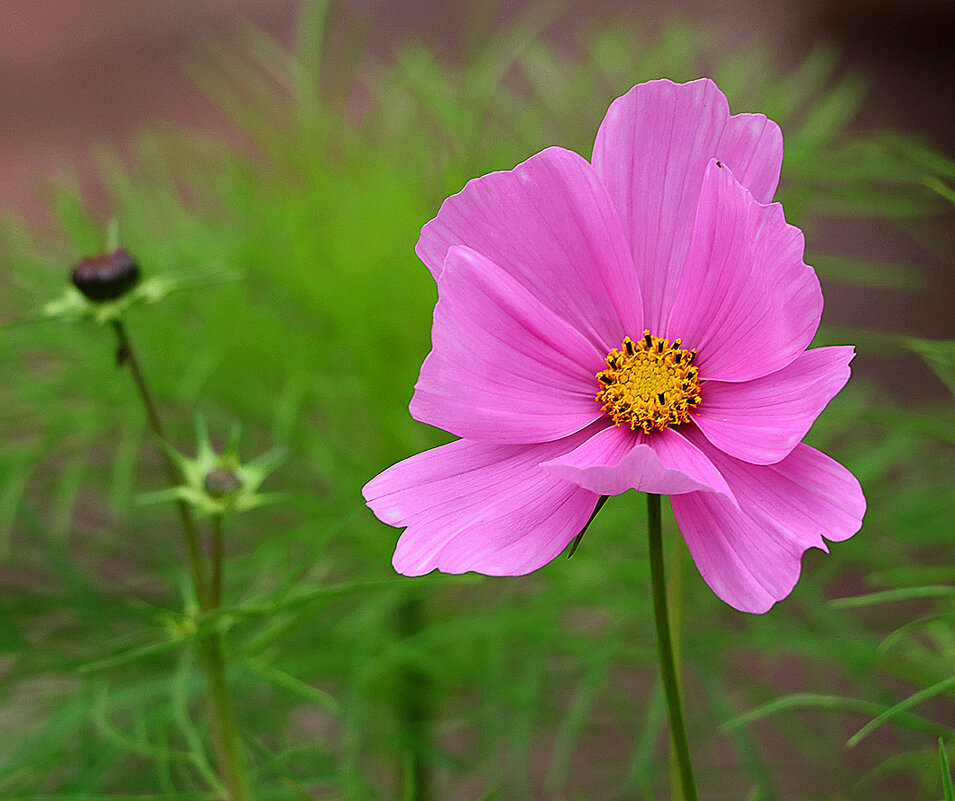 Воображуля - Светлана 