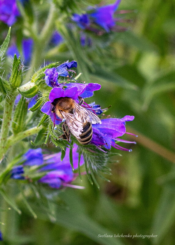 Синяк обыкновенный - Светлана Ищенко