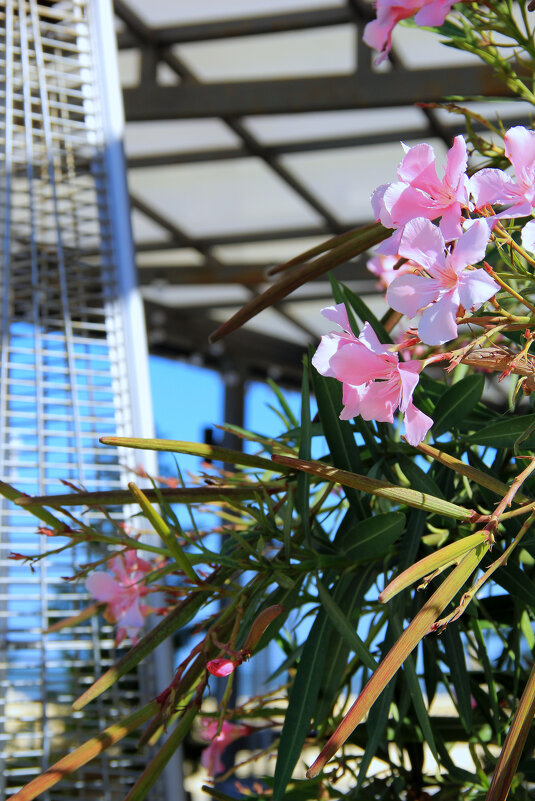 *** - Oksana Verkhoglyad