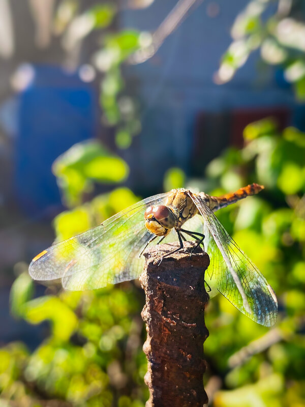 Солнечные ванны - Игорь Чичиль