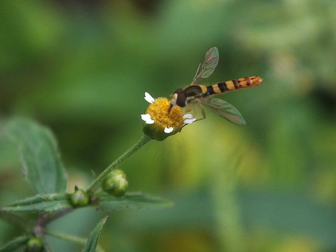 ** - Зоя Мишина