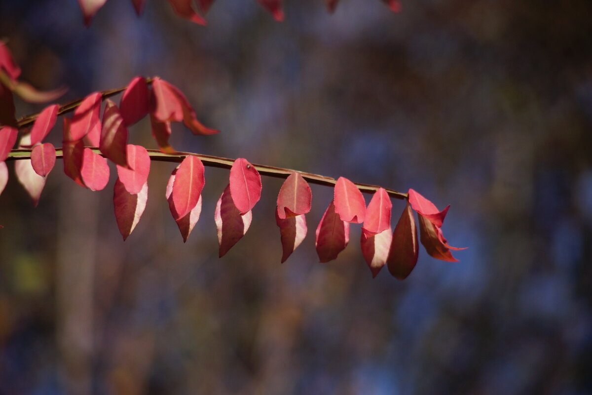Осенняя пора... - Николай Саржанов