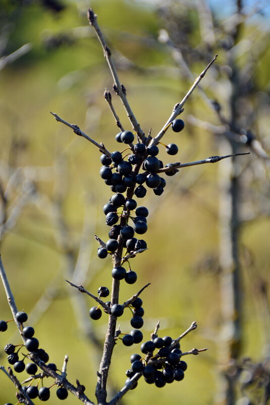 Черно-колючий урожай - Леонид Иванчук
