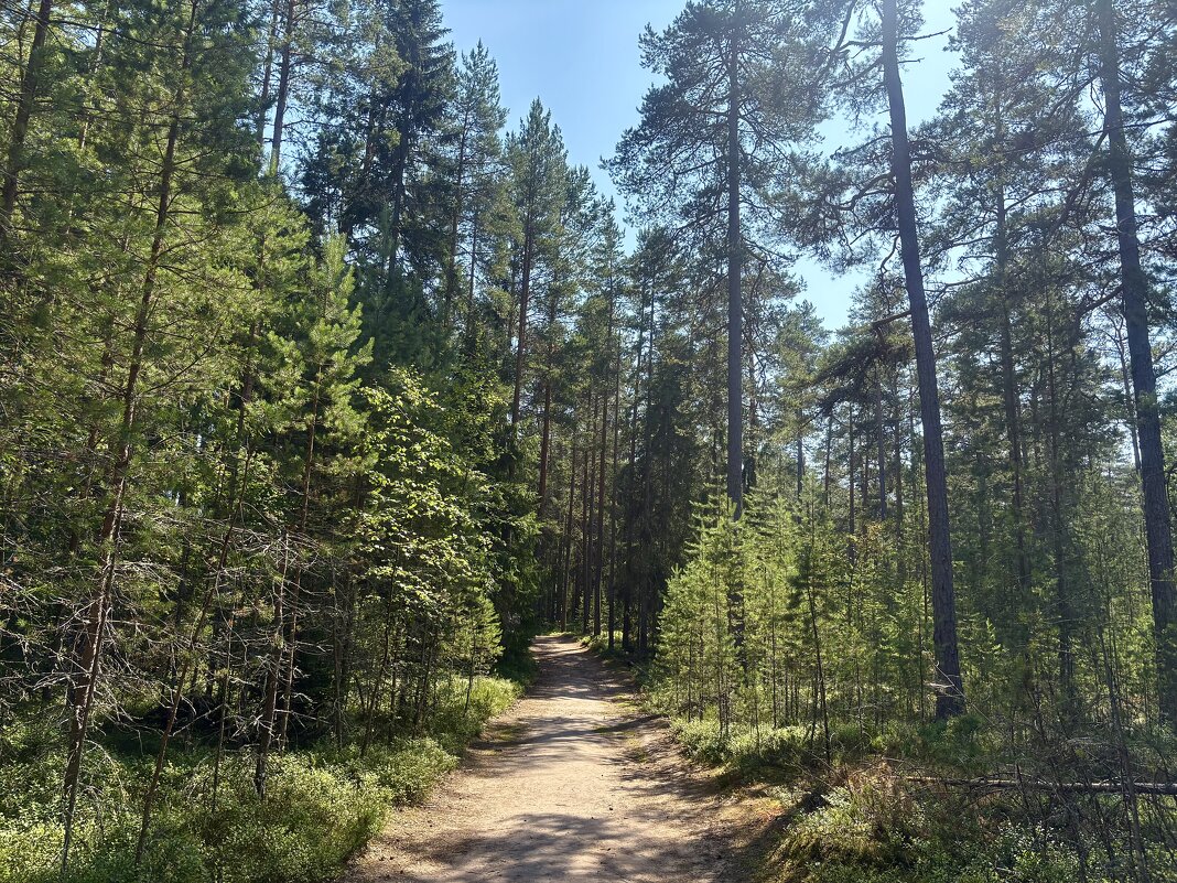 Дорога к древнему памятнику народного суеверия... - Наталия Павлова