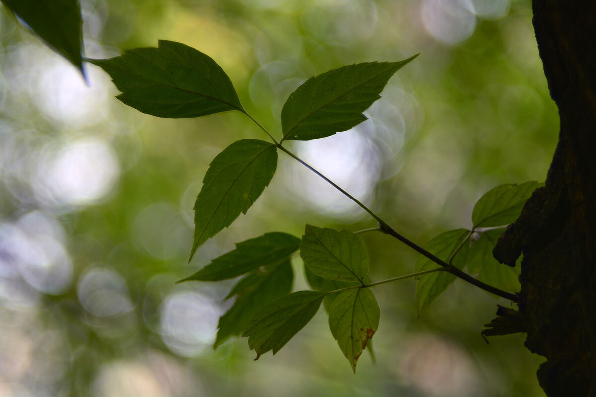 Ветка  клёна - Геннадий Супрун
