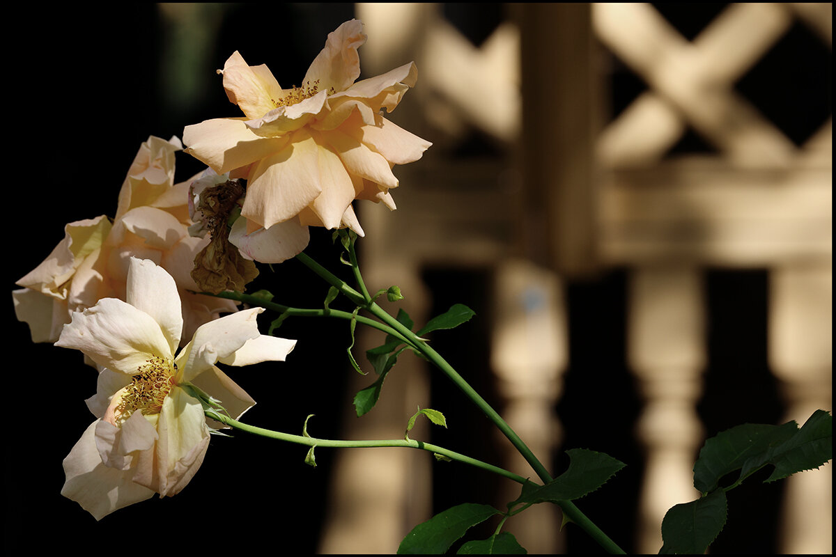 Дачное - Сергей Премонишын