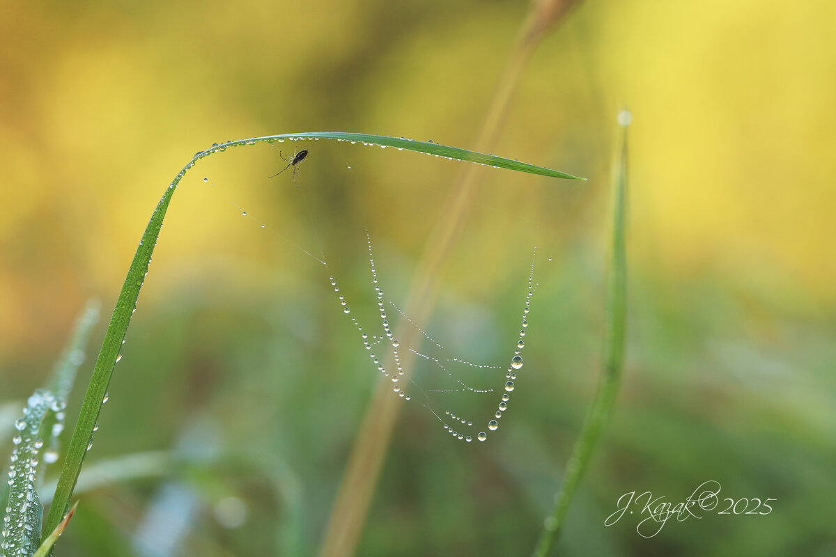 *** - Елена Kазак (selena1965) *** - Елена Kазак (selena1965)