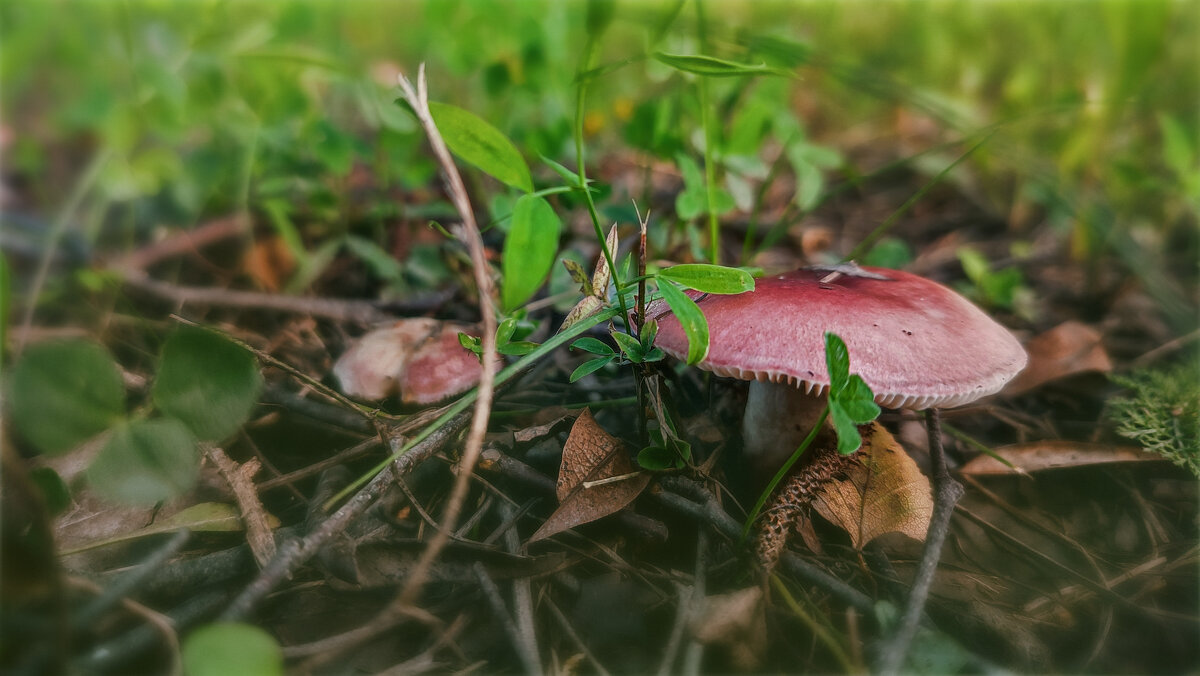 Городские грибы - AZ east3