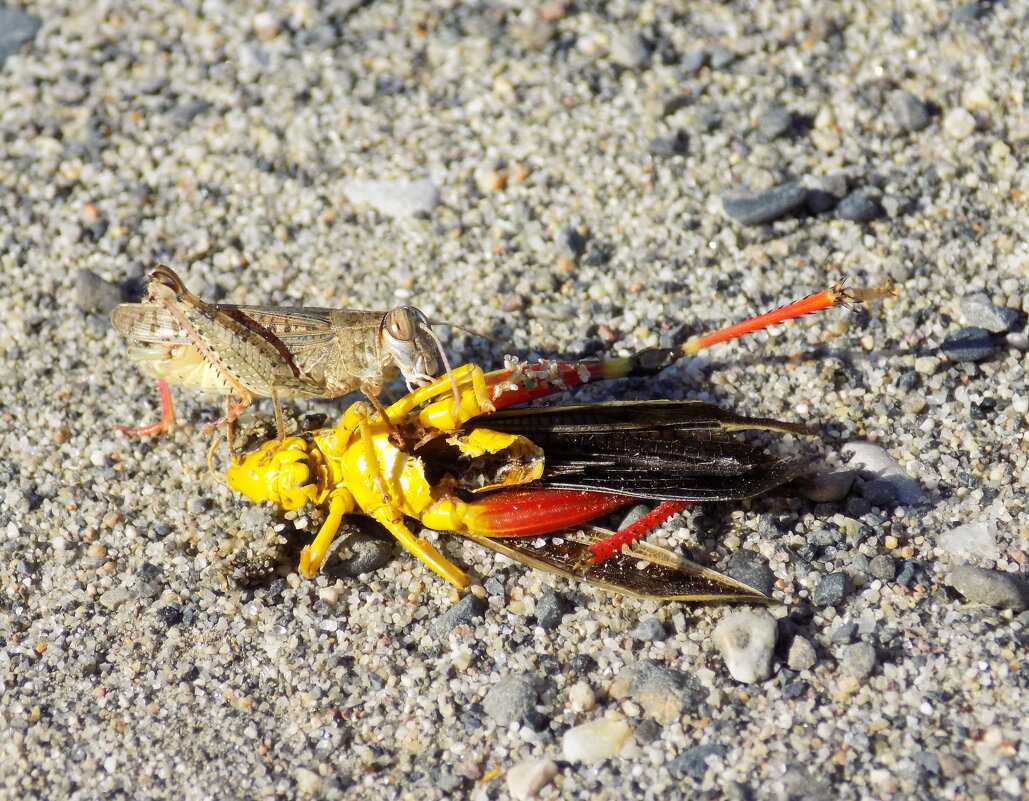Вкуснятина...) - Константин Штарк