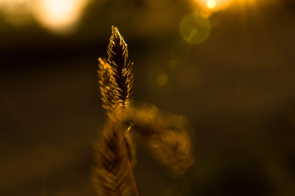 Сентябрь. Закат. - TATYANA PODYMA