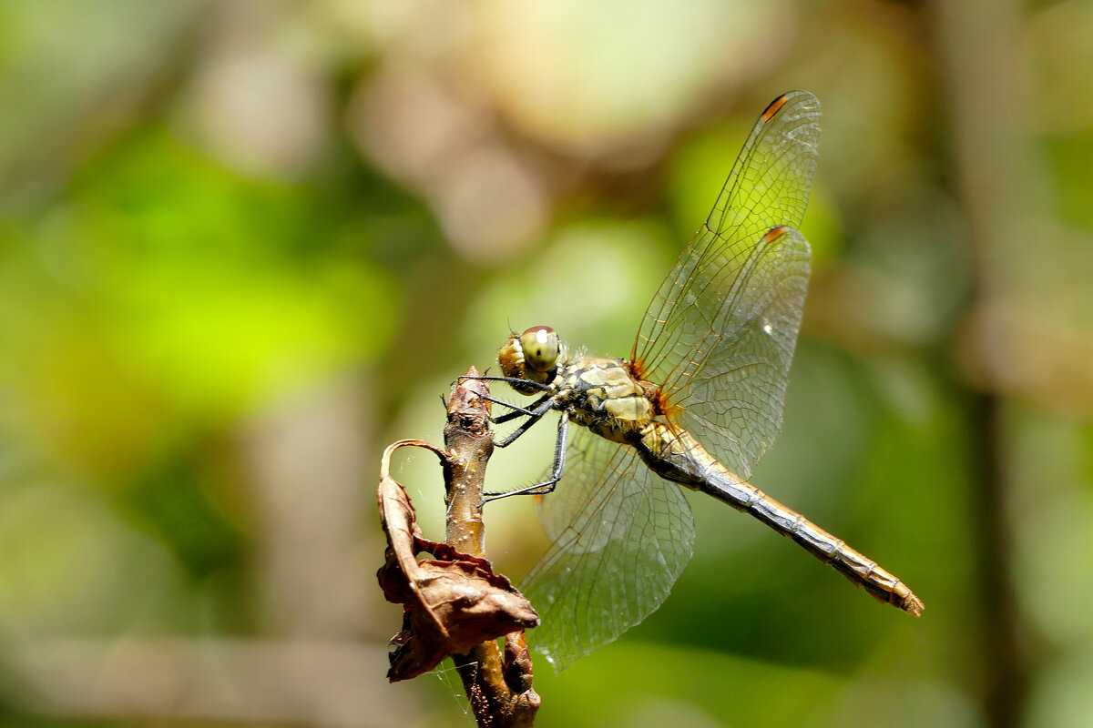 опять про стрекоз 2 - Александр Прокудин