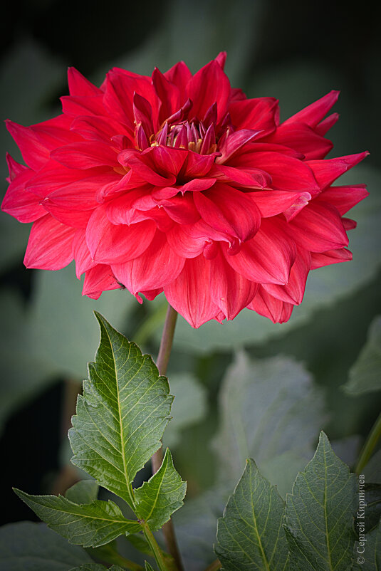 Георгин. - Сергей К. Георгин. - Сергей К.