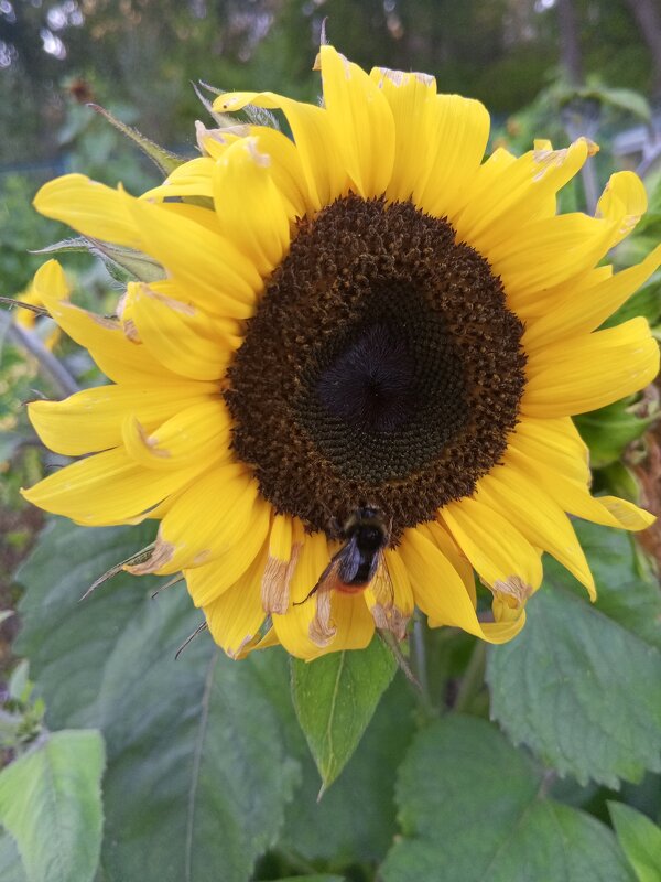 Подсолнух - Сапсан 