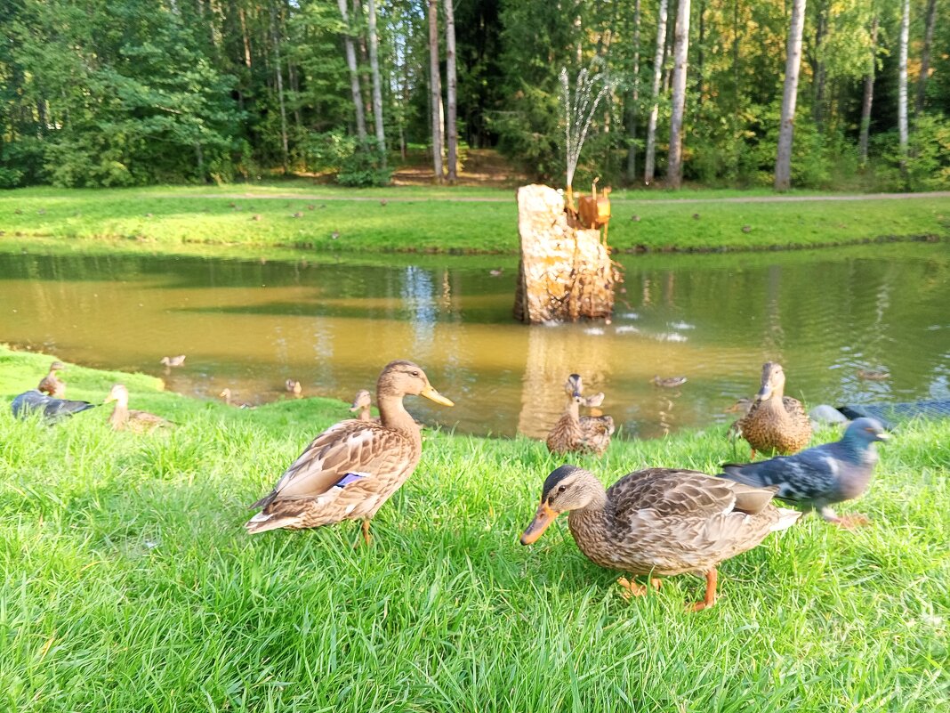 Утки - Сапсан 