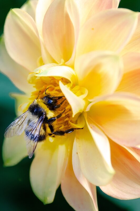 *** - Виктор Иванович Чернюк *** - Виктор Иванович Чернюк