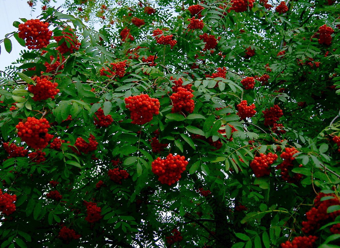 Рябина. Богатый урожай... - Игорь Тельцов