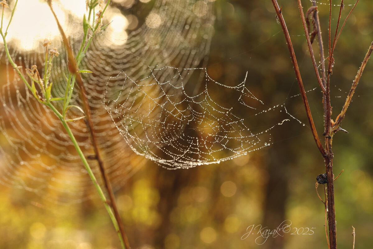 *** - Елена Kазак (selena1965) *** - Елена Kазак (selena1965)