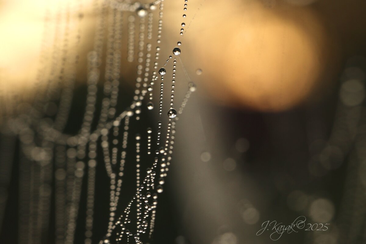 *** - Елена Kазак (selena1965)