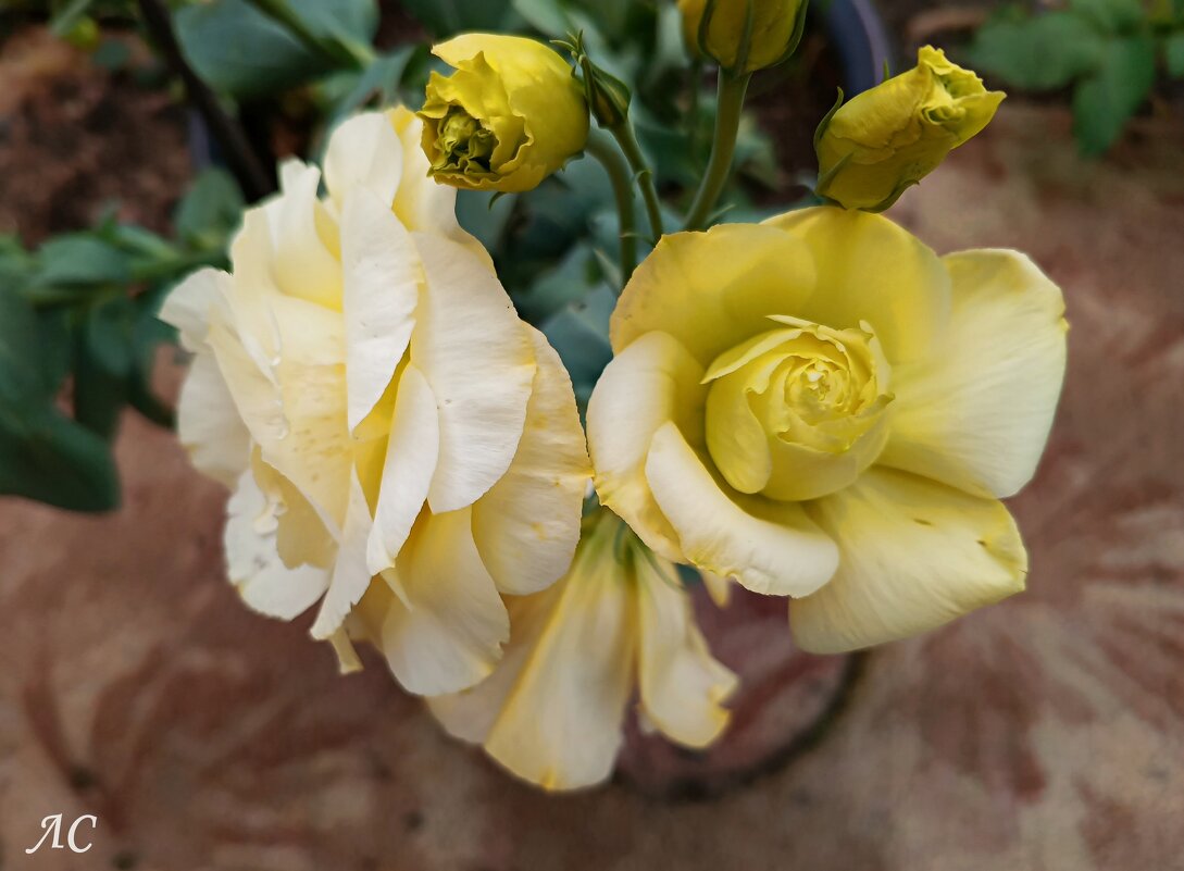 Эустома - Любовь Сахарова