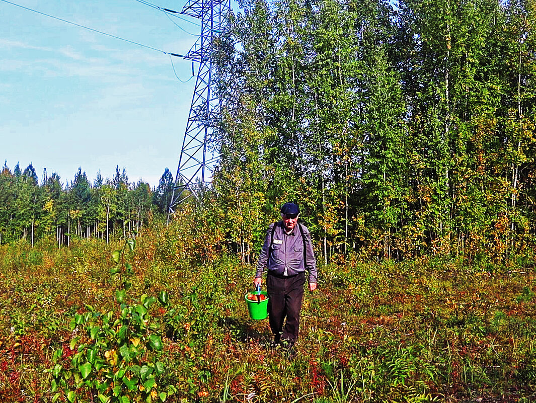 Сентябрь...Грибник на трассе ЛЭП-500! - Владимир 