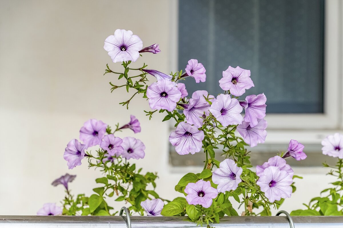 Сентябрьские - Валерий Иванович