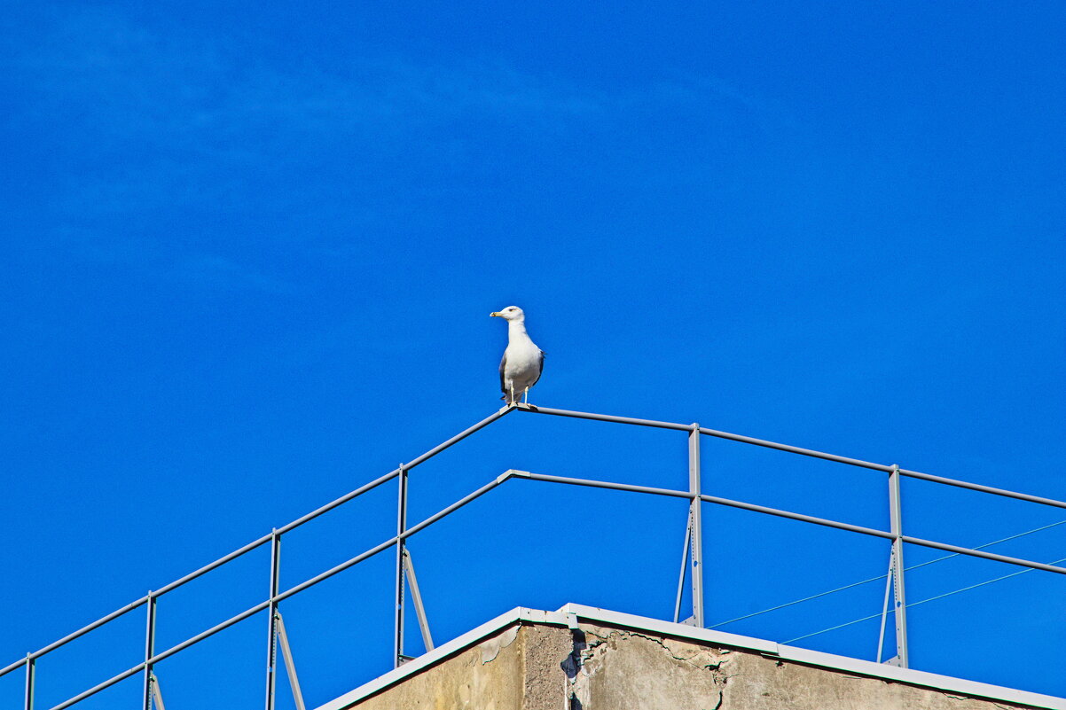 Как Гордый Орел - Giant Tao /