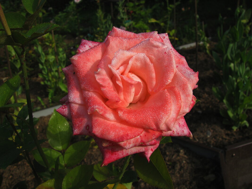 Красавица - Людмила Смородинская