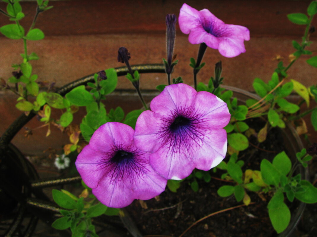 Возле дома - Людмила Смородинская