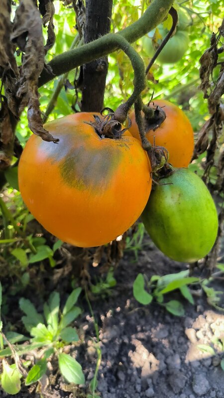 Урожай созрел! - Ольга 