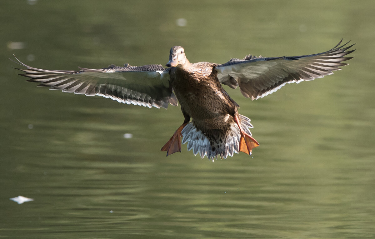 Уточка. - Владимир Безбородов Уточка. - Владимир Безбородов