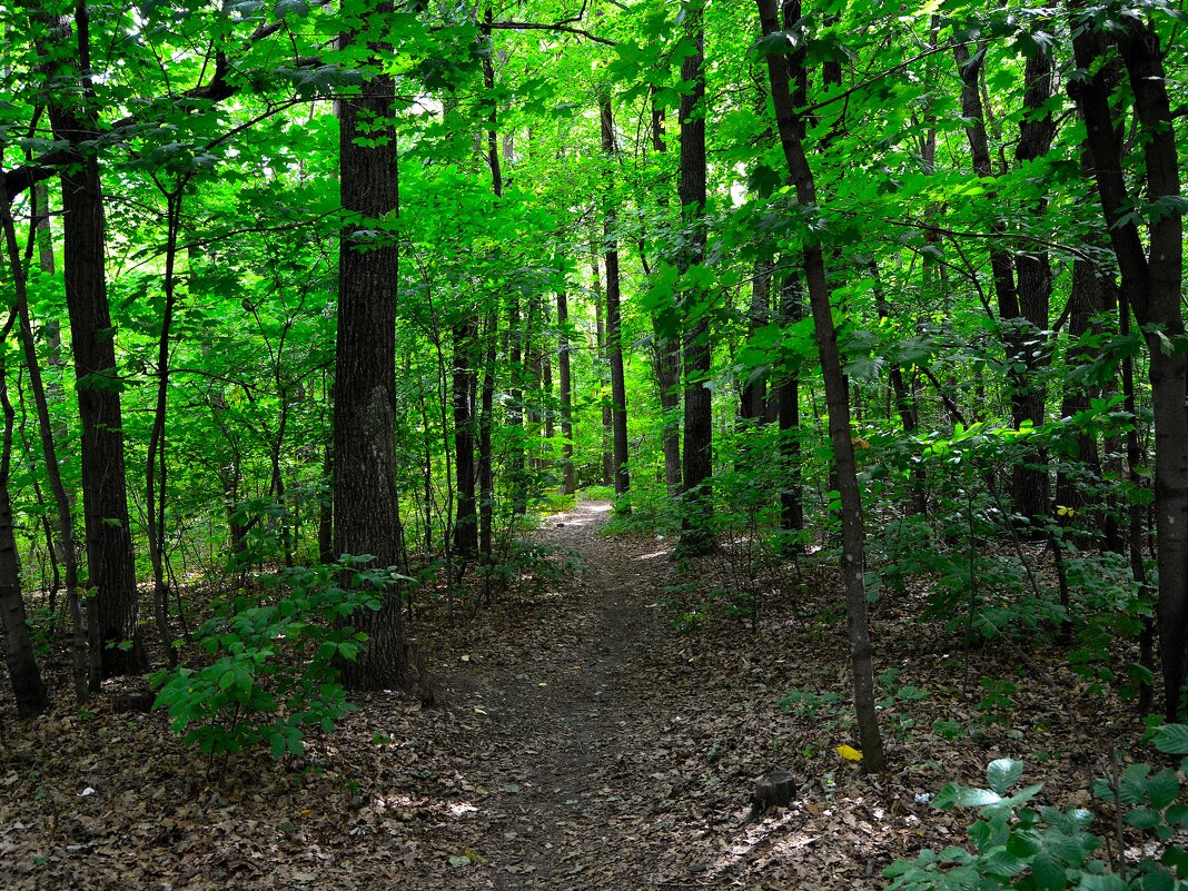 Чебоксары. Тропинка в зарослях Берендеевского леса летом. - Пётр Чернега