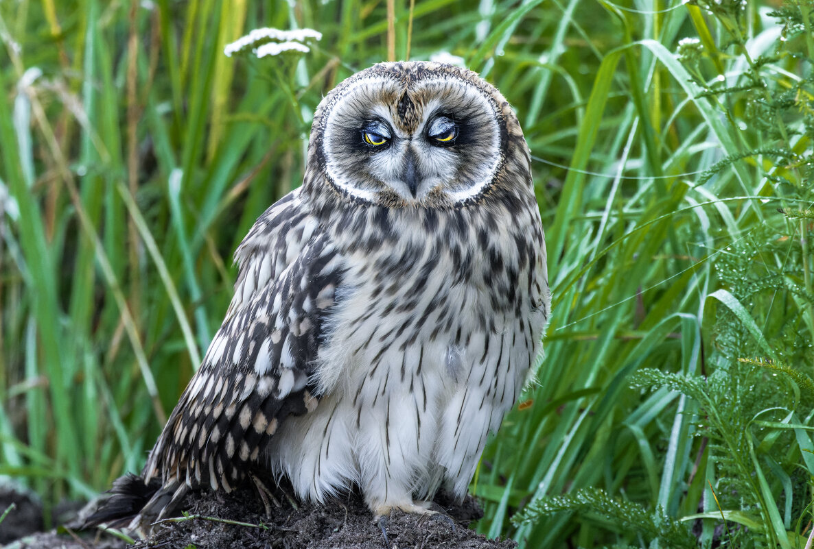 сова болотная - слеток. - юрий макаров