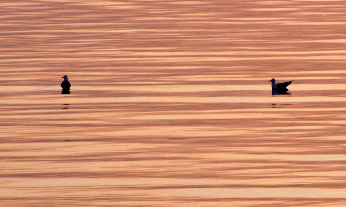 Чайки на закате - Александр Ильчевский 