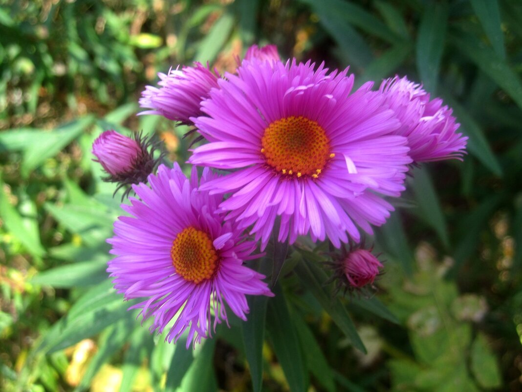 **** - Елена Семигина