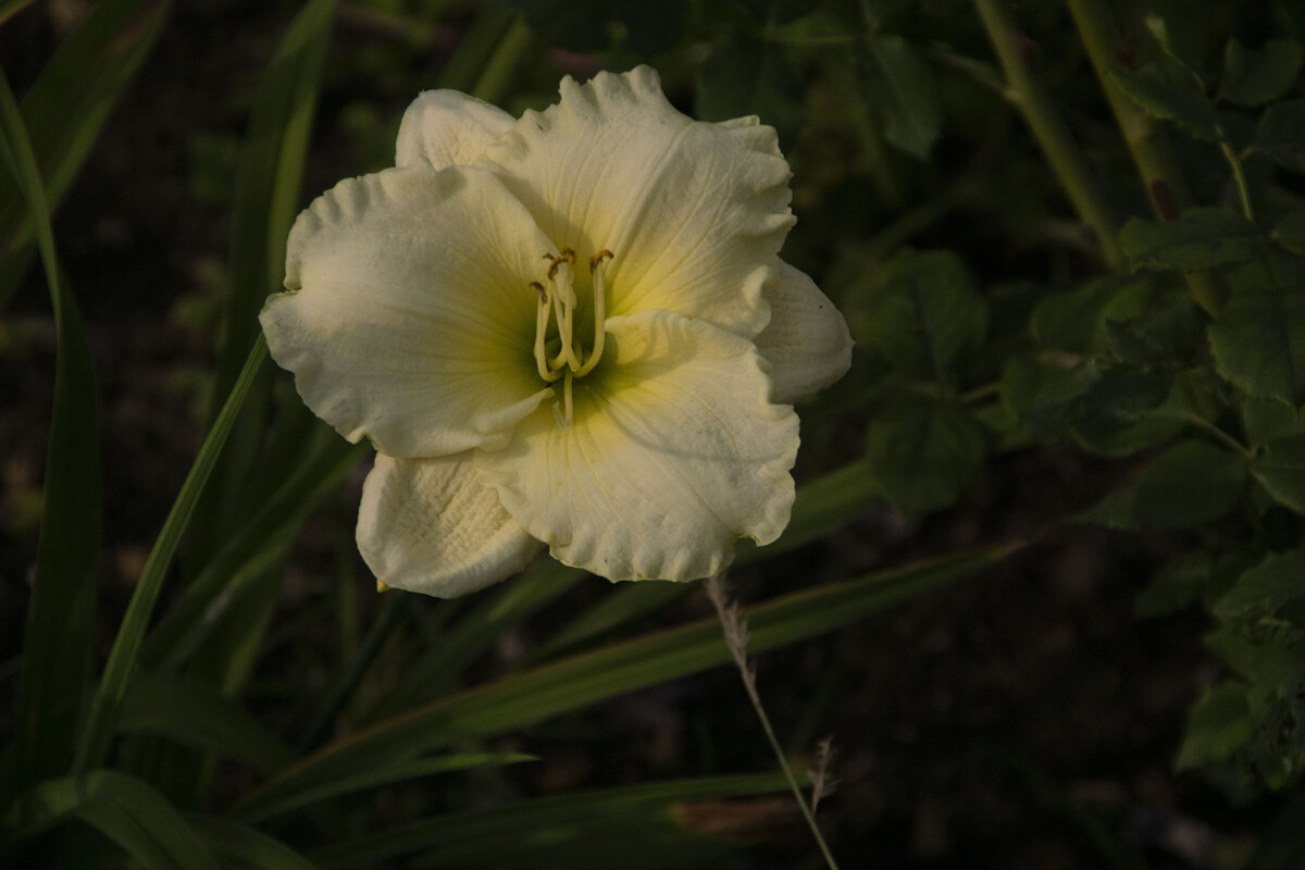 желтый цветок - Яков Реймер