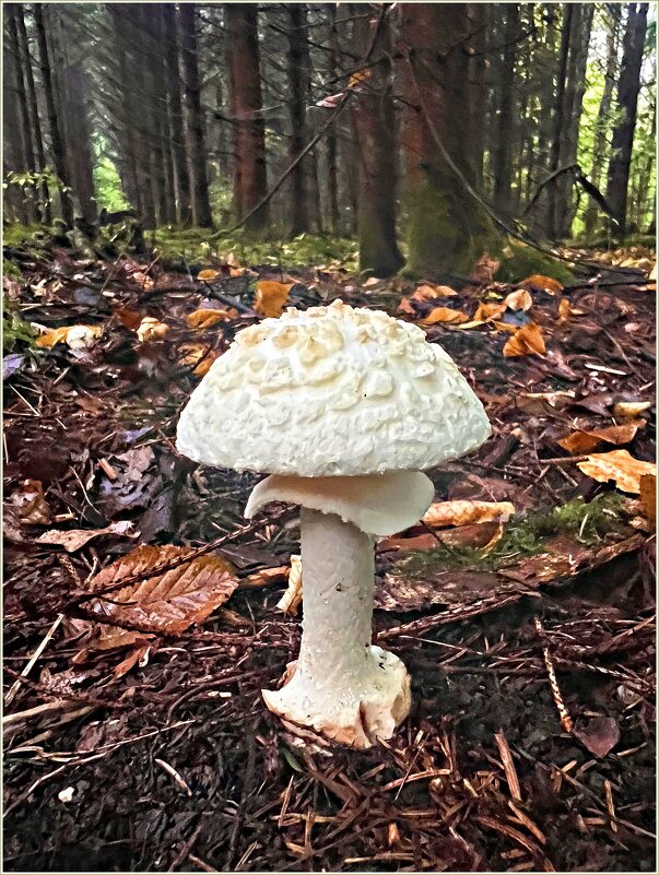 Мухомор поганковидный. - Валерия Комова Мухомор поганковидный. - Валерия Комова