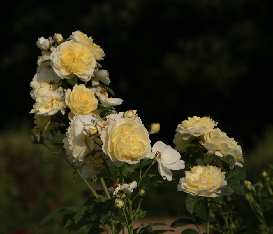 Осенние цветы - Яков Реймер