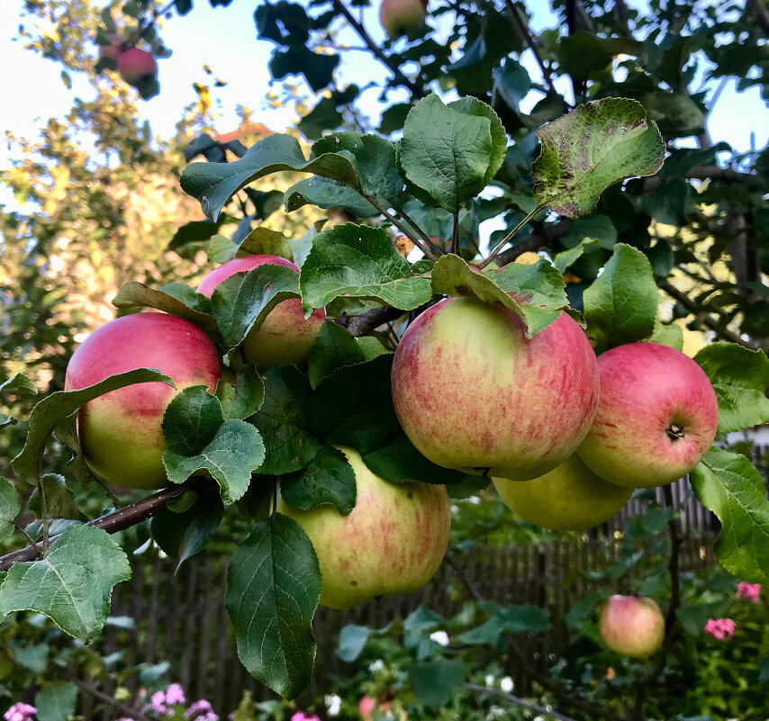 Наливные яблочки - Татьяна 