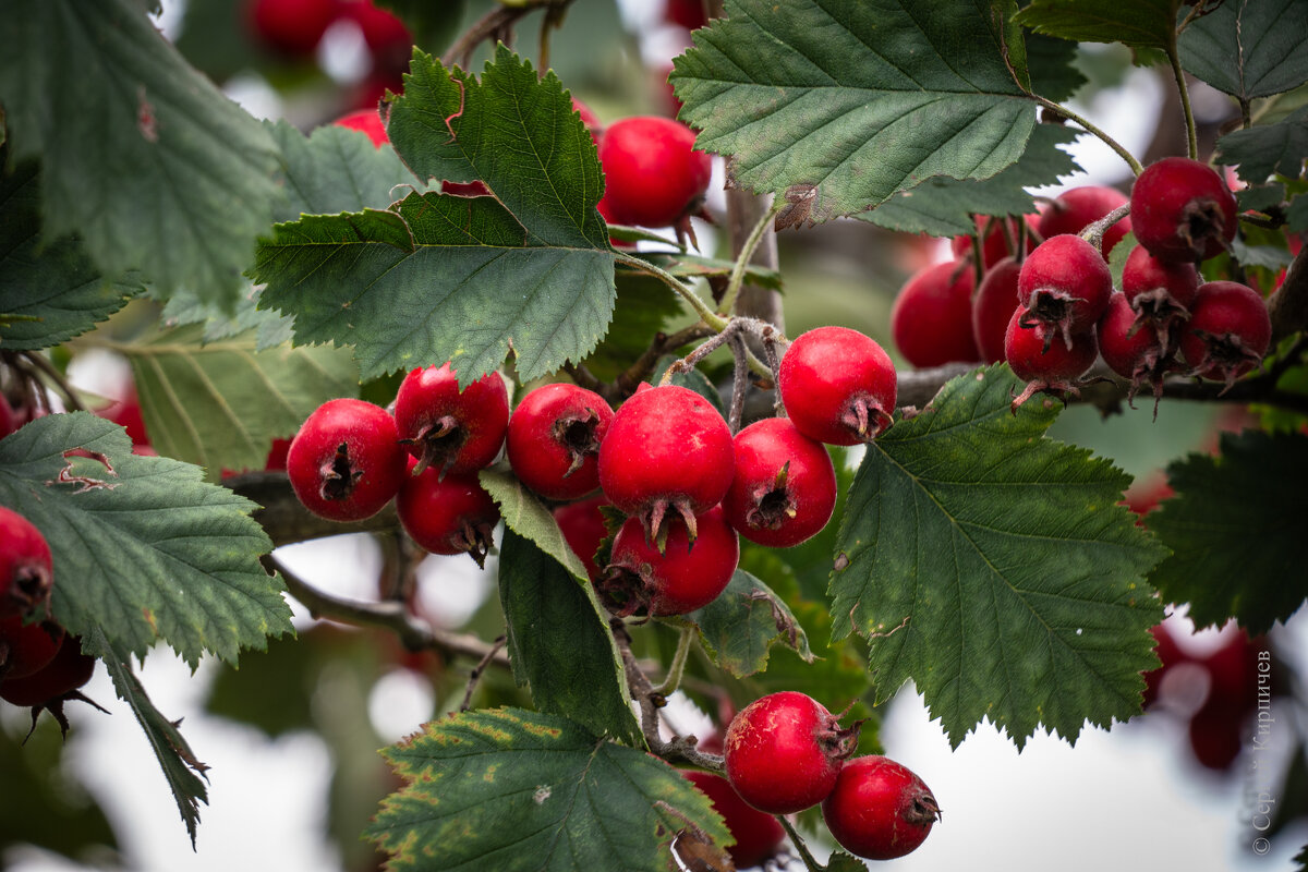Боярышник. - Сергей К. 