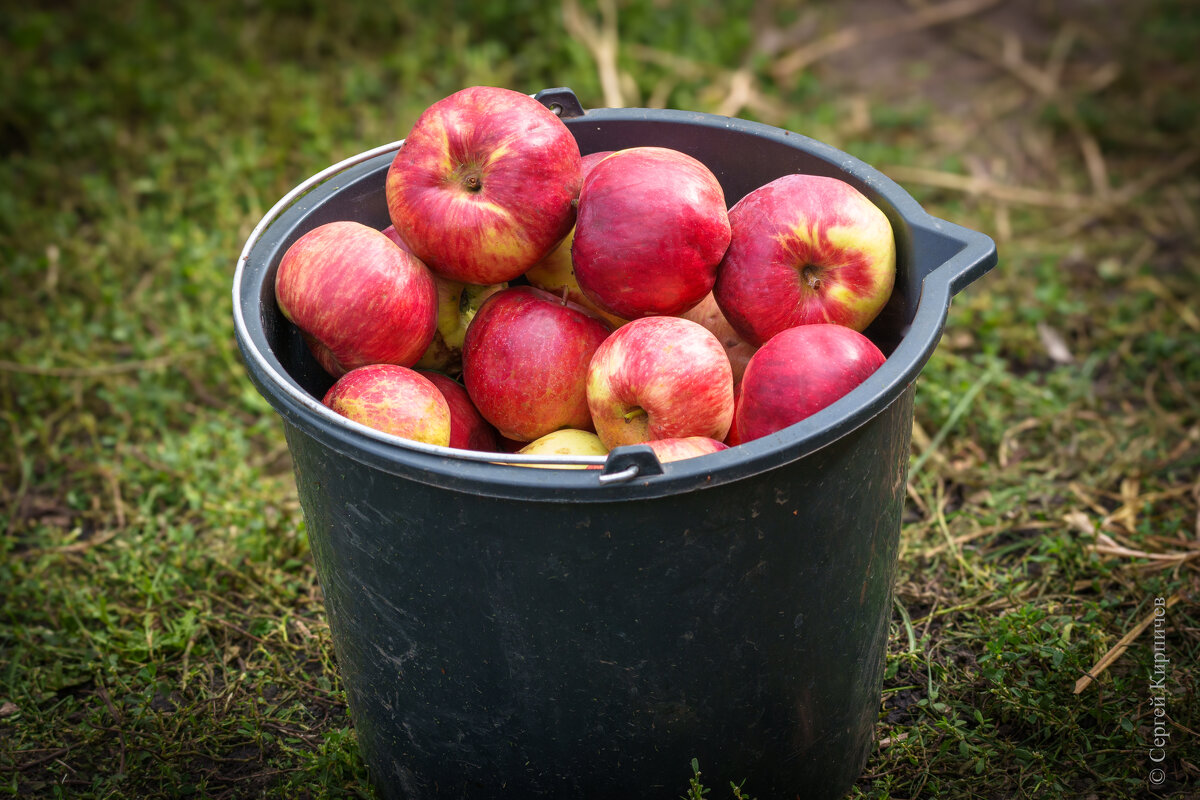 Урожай 2025. - Сергей К. 